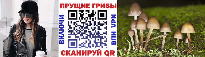 shop Telegram  купить наркотики цена  Арсеньев  Галлюциногенные грибы Cubensis 
